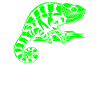 Caméléon vert