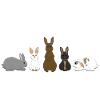 5 Rabbits