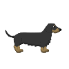 Dachshund 2