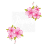 Japanese cherry blossoms Japan