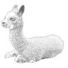 Kleines Alpaka