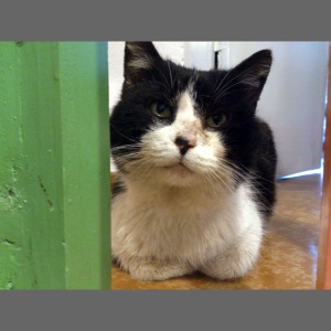 Tomcat Teddi