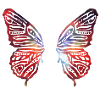 colourful butterfly wings