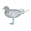 seagull