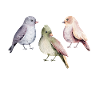 J'ai plus qu'un oiseau