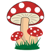 Champignons cueillette de cèpes