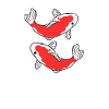 Koi poisson