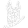 424 Malinois