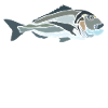 dorade-spread.png