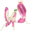 Orchid Mantis
