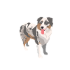 Australian Shepherd