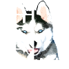 Husky Love