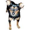 Miniature Pinscher dog