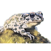 Frog, Toad, Unke