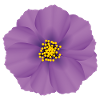 Farbenfrohe Blüte Veilchen