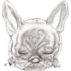 French Bulldog Bully Frenchie