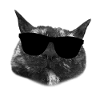 Cool Cat