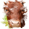 The Pinzgauer cattle cattle