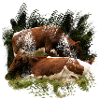 Pinzgauer cattle on the pasture