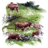 Dairy cows on the Hochalm