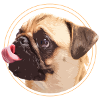 Funny pug