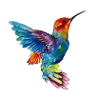 colibri