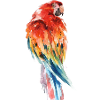 Parrot Parrot