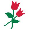 Tulipes
