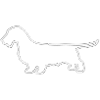 Rough-haired Dachshund of Dachshund