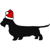 Teckel teckel teckel dachshund