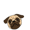 What the Pug Pug