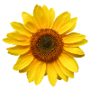 Vous êtes le soleil!