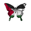 Palestine butterfly
