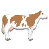 Cow 1
