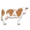 Cow 2