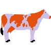 Cow 4