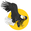 american eagle sun