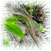 The fence lizcker is a widespread reptile