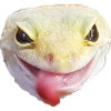 Gecko sticks tongue out