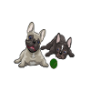 French Bulldog, French Bulldog