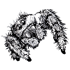 Springspinne