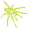 Spinne