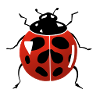 ladybug