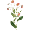Flowers gift idea birthday