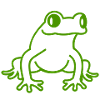 Green frog animal, frog