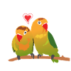 Lovebirds inseparable bird species cuddle