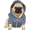 Pug with track jacket