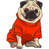 Pug in the Tshirt