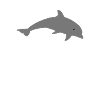 I need a dolphin therapy