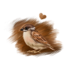sparrow